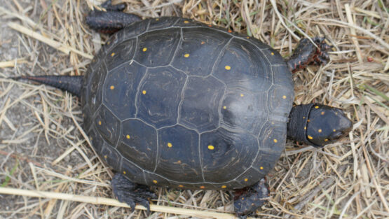 A turtle speaks: Land, wildlife, theory and praxis – Communist Party USA